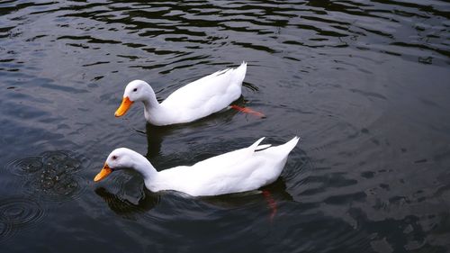 Close-up of swans swimming in lake