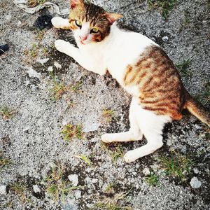 High angle portrait of cat sitting outdoors