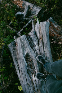 High angle view of shoes by tree in forest