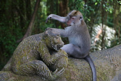 Monkey sitting on rock