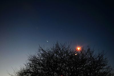 Low angle view of trees against clear sky