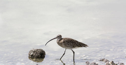 Bird perching on rock by sea