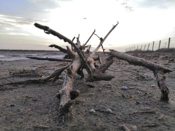 Close-up of driftwood on sand at beach against sky