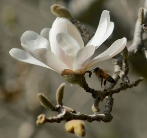 Close-up of white flower