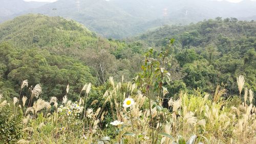 Plants growing on field