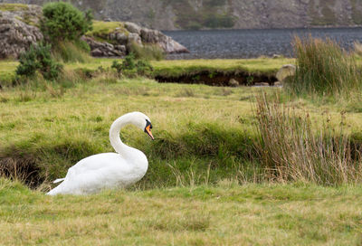 Swan in a lake