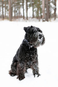 Dog looking away on snow field