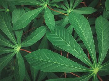 Close-up of leaves