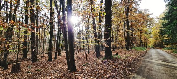 Sunlight streaming through trees in forest