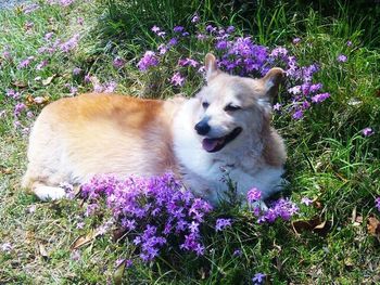 Dog looking away on field