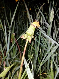 Close-up of insect on plant