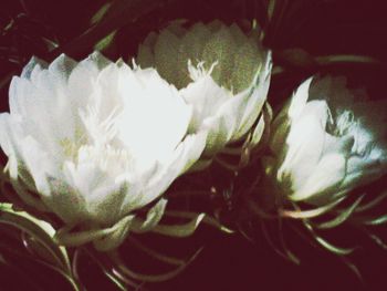 Close-up of white flowers