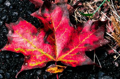 Close-up of maple leaf on red water