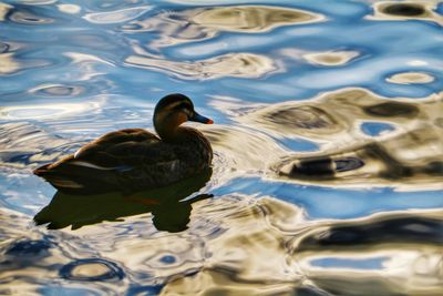 Duck swimming in lake