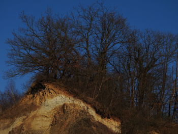 Trees on sand against clear sky