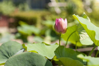 Close-up of pink lotus water lily