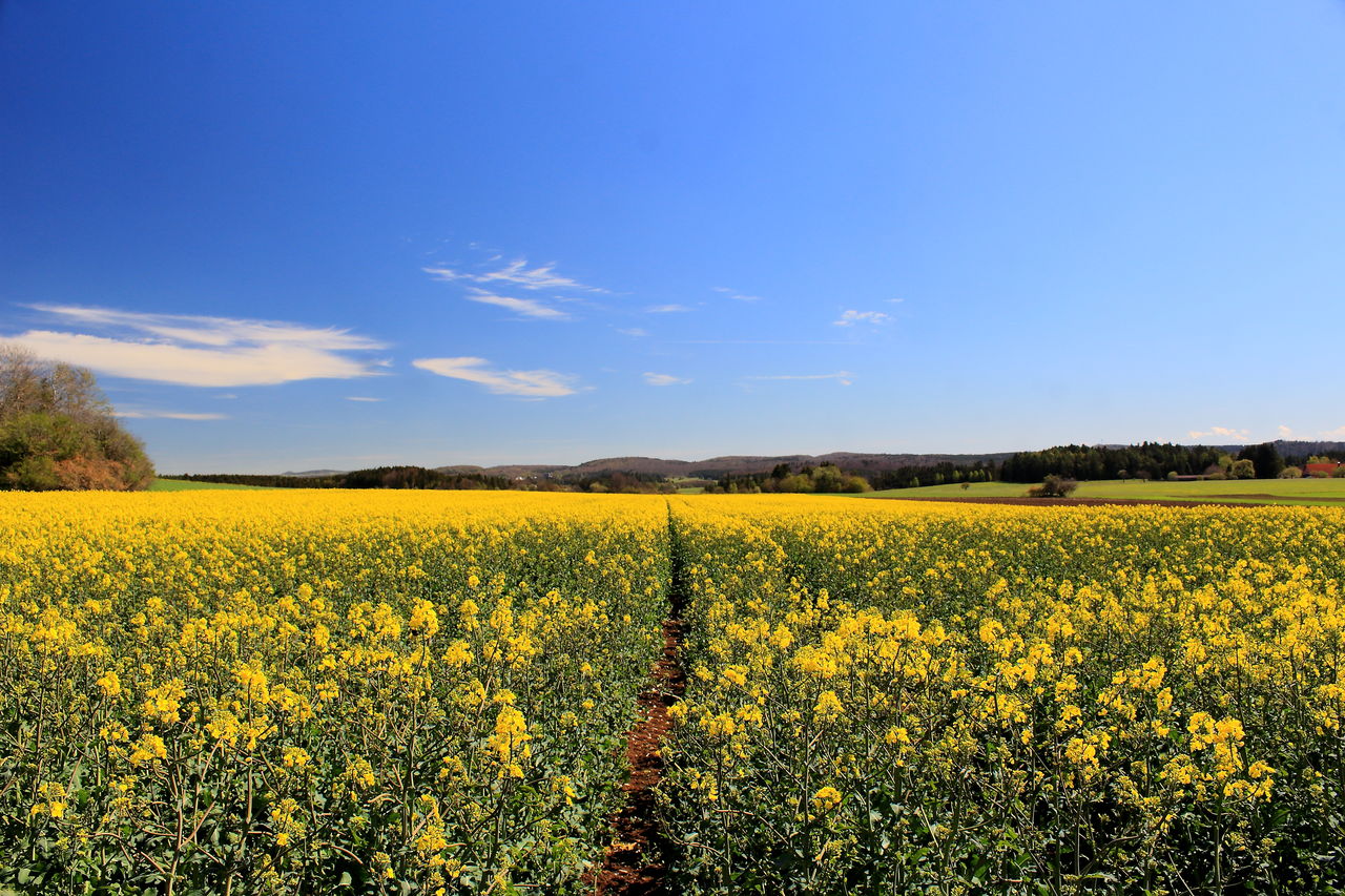 landscape, plant, field, sky, flower, land, beauty in nature, environment, agriculture, rapeseed, rural scene, flowering plant, yellow, scenics - nature, crop, growth, produce, freshness, nature, vegetable, canola, tranquility, oilseed rape, farm, tranquil scene, food, blue, no people, horizon, springtime, idyllic, prairie, abundance, cloud, rural area, blossom, meadow, fragility, sunlight, tree, day, clear sky, plain, outdoors, vibrant color, non-urban scene, cultivated, horizon over land, sunny, grassland, brassica rapa, food and drink, summer, flower head, mustard
