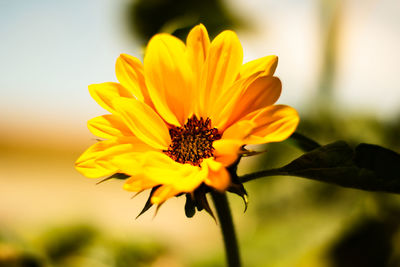 Close-up of yellow flower