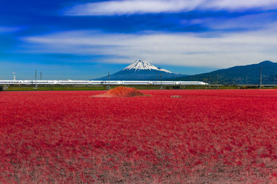 Red flowers growing on field against sky