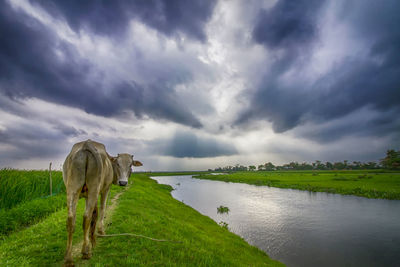 Country side beautiful scene