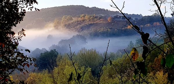 Panoramic view of forest against sky