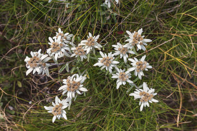 Close-up of white flowering plants on field