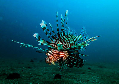 Fish swimming in sea