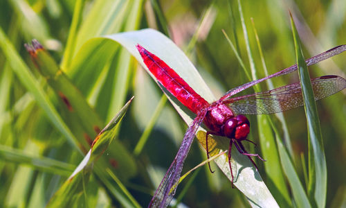 Close-up of insect on plant