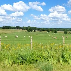 Scenic view of grassy field against sky