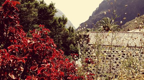 Plants growing on mountain