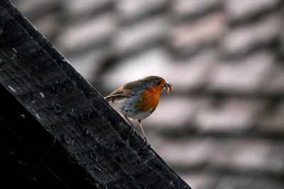 Close-up of bird perching on wood