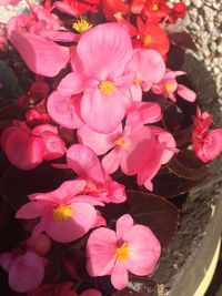 High angle view of pink flowers blooming outdoors