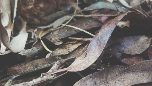 Close-up of leaves