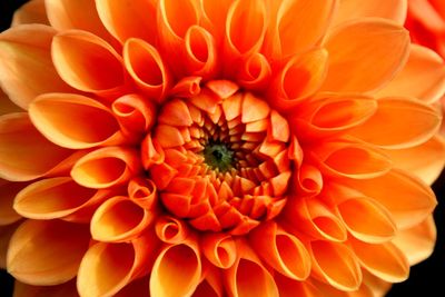 Close-up of orange flower