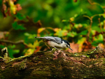 Bird perching on a tree