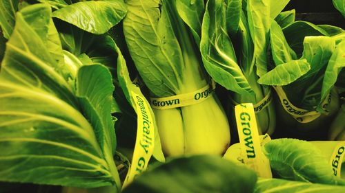 Close-up of green leaves