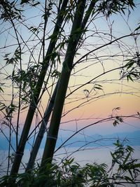 Low angle view of bamboo trees against sky