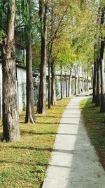 Trees in park