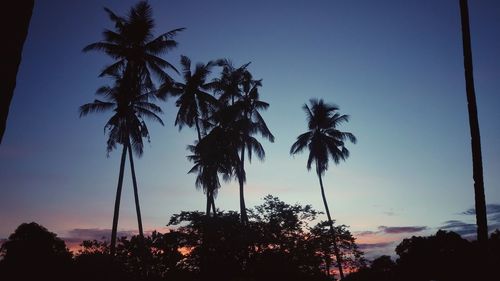 Silhouette of palm trees at sunset