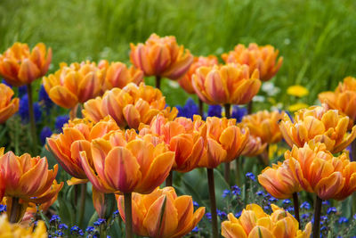 Close-up of orange tulips on field