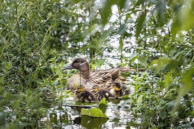 View of birds on plants against trees