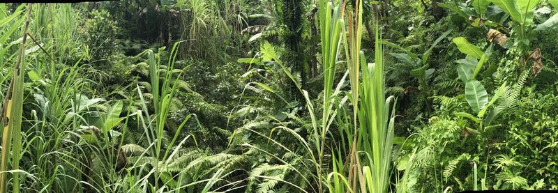 Full frame shot of bamboo plants on field