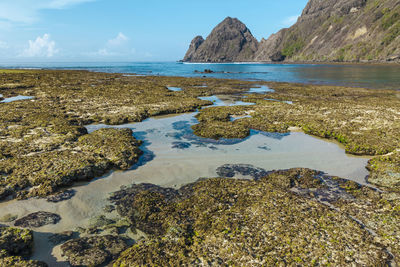 Tropical beach at low tide, sumbawa, indonesia