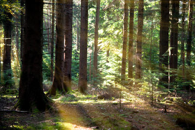 Trees in forest