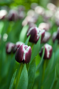 Close-up of pink tulip buds