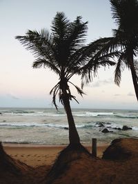 Palm tree on beach against sky
