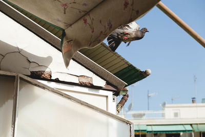 Low angle view of bird perching on roof