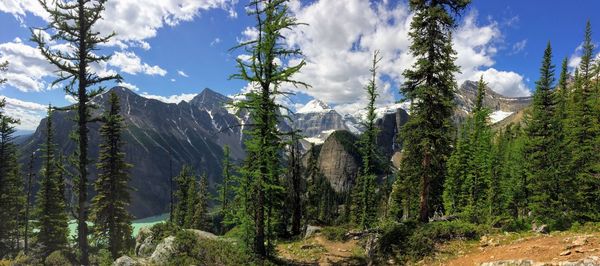 Panoramic view of pine trees against sky