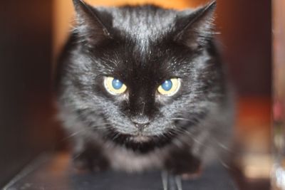 Close-up portrait of cat