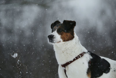 Dog looking at snow during winter